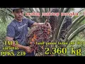 Download Lagu hasil panen PPKS 239 di bulan juni 2025..,makin mantep besar tandannya massku...!!!