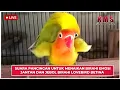 Download Lagu SUARA PANCINGAN UNTUK MENAIKAN BIRAHI EMOSI JANTAN DAN JEBOL BIRAHI LOVEBIRD BETINA