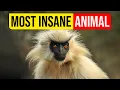 The Most Interesting Animal Golden Langur