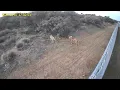 Pitbull Encounter with Coyotes - Caught on Camera