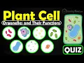 Plant Cell Organelles and Their Functions Quiz Structure and Functions of Plant Cell Organelles