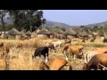 Download Lagu Laminingbè Bayo - Ourémbaya (musique traditionnelle maninka)