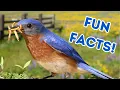Discover Eastern Bluebirds Secrets and Surprises Revealed