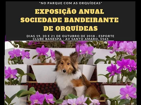 EXPOSIÇÃO ANUAL DA SBO SOCIEDADE BANDEIRANTE DE ORQUÍDEAS 2018, PLANTAR EM CASA