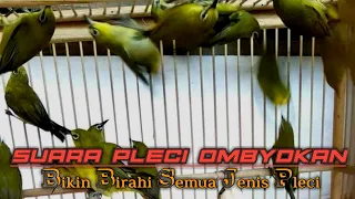 Download THERAPY OF PLECI'S TERRIBLE ⛔ Pleci's Ombyokan Immediately Horrified MP3