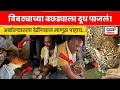 Akola Bibtya Bibta Viral Video News | डेरींगए बॉस! या माणसाने बिबट्याला थेट मांडीवर खेळवलं | N18V