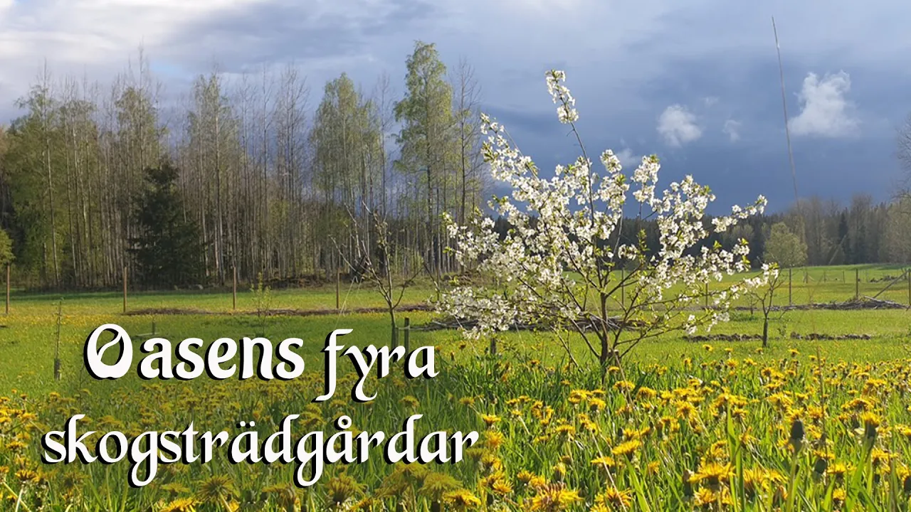 Oasens fyra skogsträdgårdar - LIVE föreläsning