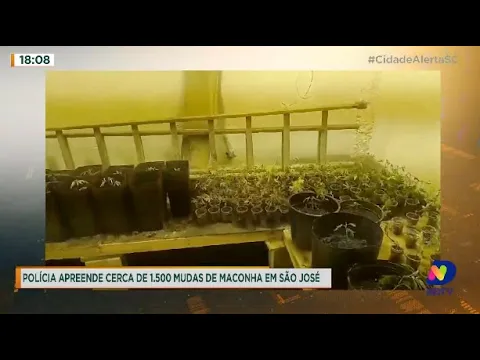 Polícia apreende cerca de 1.500 mudas de maconha em São José