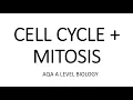 THE CELL CYCLE MITOSIS - AQA A LEVEL BIOLOGY EXAM QUESTION RUN THROUGH