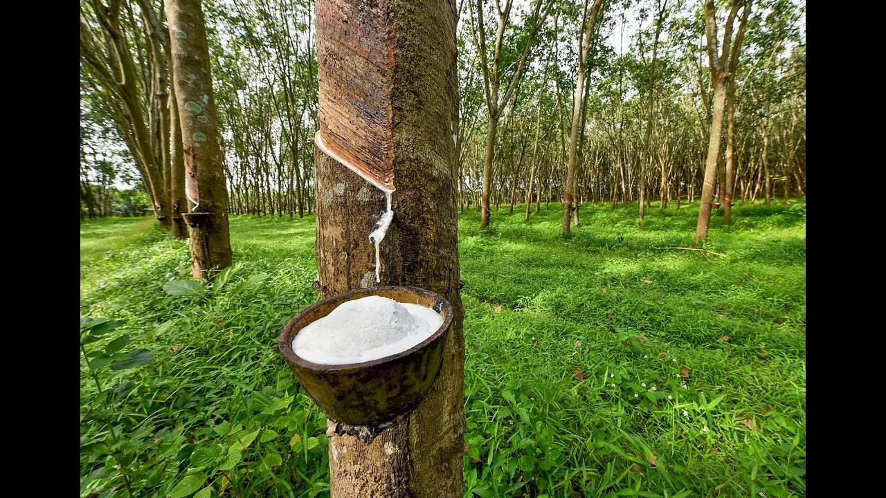 Rubber cultivation (Hevea brasiliensis)