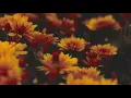 Flower gif