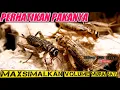Download Lagu PERHATIKAN❗PAKAN Jangkrik Untuk Maksimalkan Suara Murai Batu