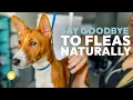 6 BEST Home Flea Treatment Methods for Dogs You Need to Know