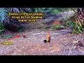 Download Lagu MIKAT AYAM HUTAN DI PAGI HARI SANGAT AGRESIF
