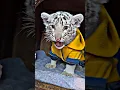 Download Lagu Anak harimau putih umur 2 bulan😍😍 #kucinglucu #kucing #kitten #kucingimut #catlover