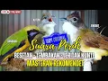 Download Lagu MASTERAN KOMBINASI KASARAN || TEMBAKAN KASAR TAJEM COCOK UNTUK BURUNG JUARA || TERDASYAT 2025