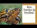 Box Turtles Are Disappearing - Here s Why
