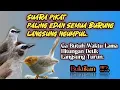 Suara Pikat Burung Trucukan Ribut kombinasi prenjak setater Di jamin paling ampuh.