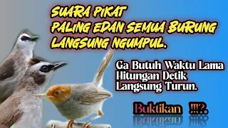 suara pikat burung trucukan ribut kombinasi prenjak setater di jamin paling ampuh 
