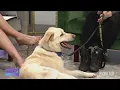 Dog Gone Seattle shares details about upcoming adoption event adoptable pets Studio 13 Live