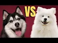 Husky Vs Samoyed