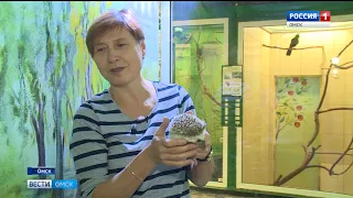 2018 — под знаком ежа