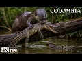 WILD COLOMBIA South America s Lost World of Extreme Wildlife Nature Animal Documentary