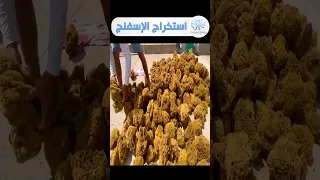عملية استخراج وانتاج الاسفنج البحرى 