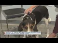 Berkeley County animal shelter facing overcrowding issues reduces adoption fees