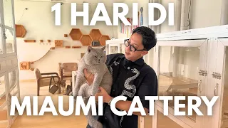 1 HARI DI MIAUMI CATTERY