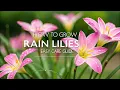 How to Grow Rain Lilies Zephyranthes Easy Care Blooming Guide for U S Gardens