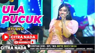 ula pucuk ayu wd citra nada live ds blandong desa pesantren ulujami pemalang