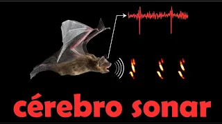 Sonar de Morcegos