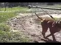 GR CH MACHOBUCK ROM training