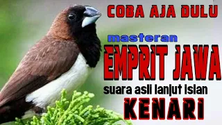 masteran emprit jawa isian kenari bondol jawa peking kaji empritkaji empritjawa masteran