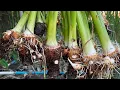 Download Lagu Growing Taro From Cutting || How To Propagate Taro in Water