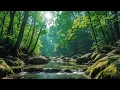 Download Lagu FOREST BIRDSONG, 1 HOUR OF SOOTHING NATURE SOUNDS, WILD BIRDSONG