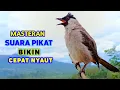 Lagu Suara Burung Kutilang Pikat Gacor Ribut Cocok Untuk Pikat