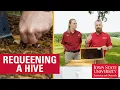 Download Lagu How to Requeen a Beehive