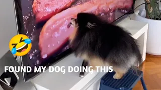 You Won’t Believe What This Pomeranian Gets Up To
