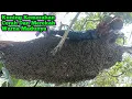 Download Lagu Super Bomber Panjang Sarangnya 3 Meter #bee#honey#panenmaduhutan#lebah#hutan#extreme#viral#trending 