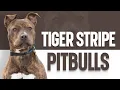 Tiger Stripe Pitbulls - The Ultimate Guide