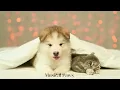 Pet Music: Relaxation Therapy | Over 20 HOURS of The Best Anti-Anxiety Music for Cats&Dogs!
