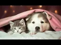 Download Lagu Pet Music: Relaxation Therapy | Over 20 HOURS of The Best Anti-Anxiety Music for Cats\u0026Dogs!