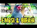 Download Lagu srigunting abu abu gacor AMPUH buat PANCINGAN srigunting abu biar bunyi | burung srigunting gacor