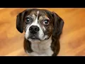 Boggle Dogs Pros and Cons Owning a Boggle Boggle Size and Weight