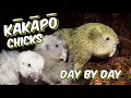 Download Lagu Kakapo chicks day by day