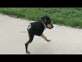 Animal funny Run compilation animal running gif