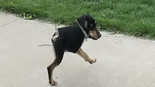 Animal funny Run compilation animal running gif