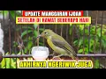 Download Lagu UPDATE KOLIBRI MANGGAR IJOAN❗TERNYATA BERMENTAL BAJA CALON GACORAN❗